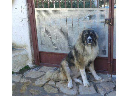 Πωλουνται κουταβια καυκασου